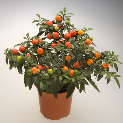 Паслен - Solanum Capsicastrum 12 30