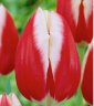Tulip Leen Van Der Mark (Тюльпан Лин Ван Дер Марк)