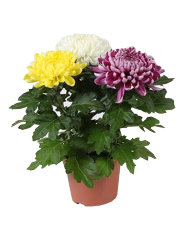Хризантема - Chrysanthemum Gemengd 12 30