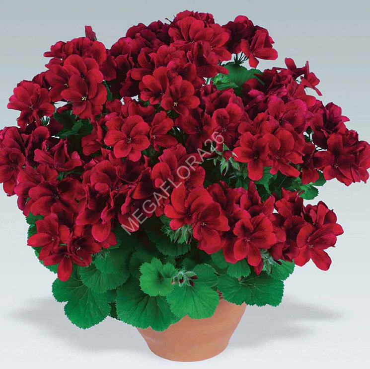 Пеларгония - Pelargonium Zon P Tan D Red 510 27