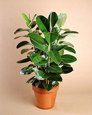 Фикус - Ficus Elastica Robusta 12 40*