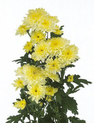 Хризантема куст Chr Tr Zembla, Baltica,Chic, (белая желтая)85-95 гр