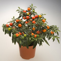 Паслен - Solanum Capsicastrum 12 30
