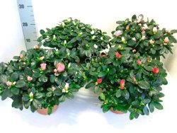 Рододендрон - Rhododendron Si Witte Vogel 12 22