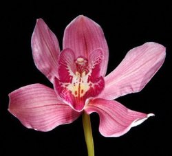 Орхидея Cymb Tak Monica  60 8