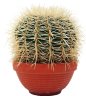 Кактус - Cactus Gemengd 6 17