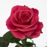 Роза R Gr Pink Tacazzi  60