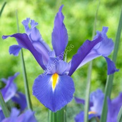 Iris Hollandica Blue Magic (Ирис Голландский)