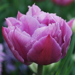 Tulip Double Price (Тюльпан Дабл Прайс)