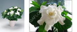 Гардения - Gardenia Jasminoides 13 24