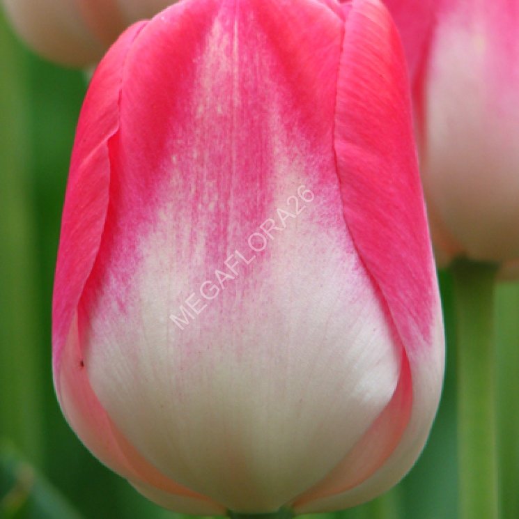 Tulip Dreamland (Тюльпан Дримленд)