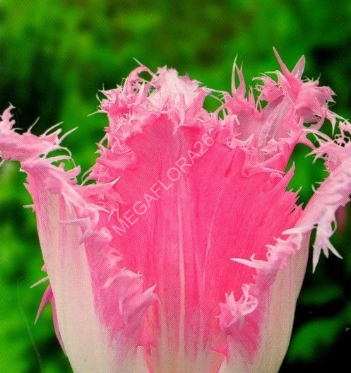 Tulip Fancy Frills (Тюльпан Фэнси Фрилз)
