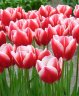 Tulip Leen Van Der Mark (Тюльпан Лин Ван Дер Марк)