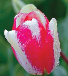 Tulip Mata Hari (Тюльпан Мата Хари)