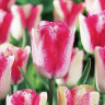 Tulip Mata Hari (Тюльпан Мата Хари)