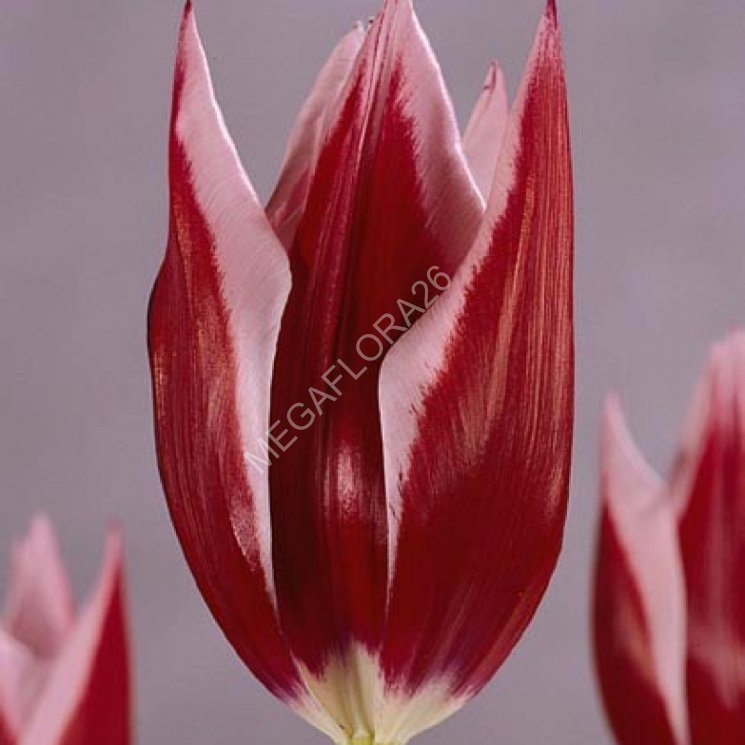 Tulip Rajka (Тюльпан Райка)