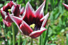 Tulip Rajka (Тюльпан Райка)