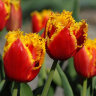 Tulip Davenport (Тюльпан Давенпорт)