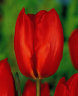 Tulip Lalibella (Тюльпан Лалибелла)