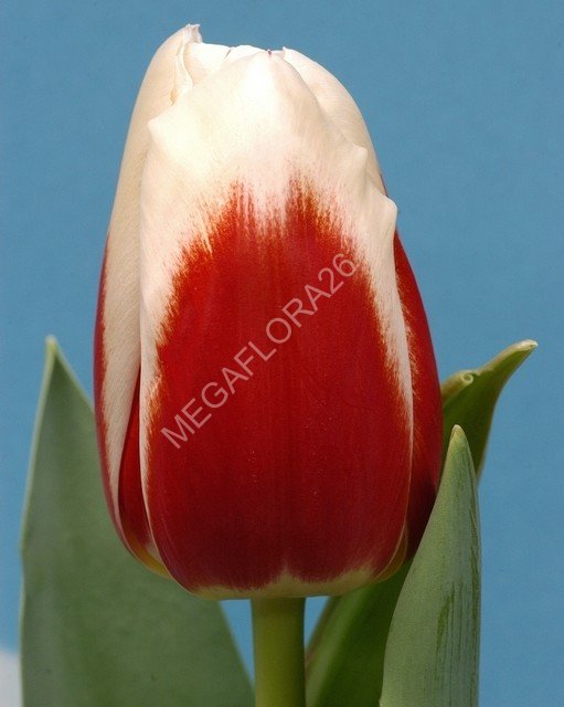 Tulip Roman Empire (Тюльпан Роман Эмпайр)